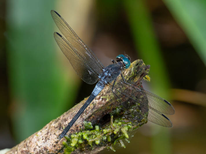 Cannaphila insularis (Gray-waisted Skimmer) male-5.jpg